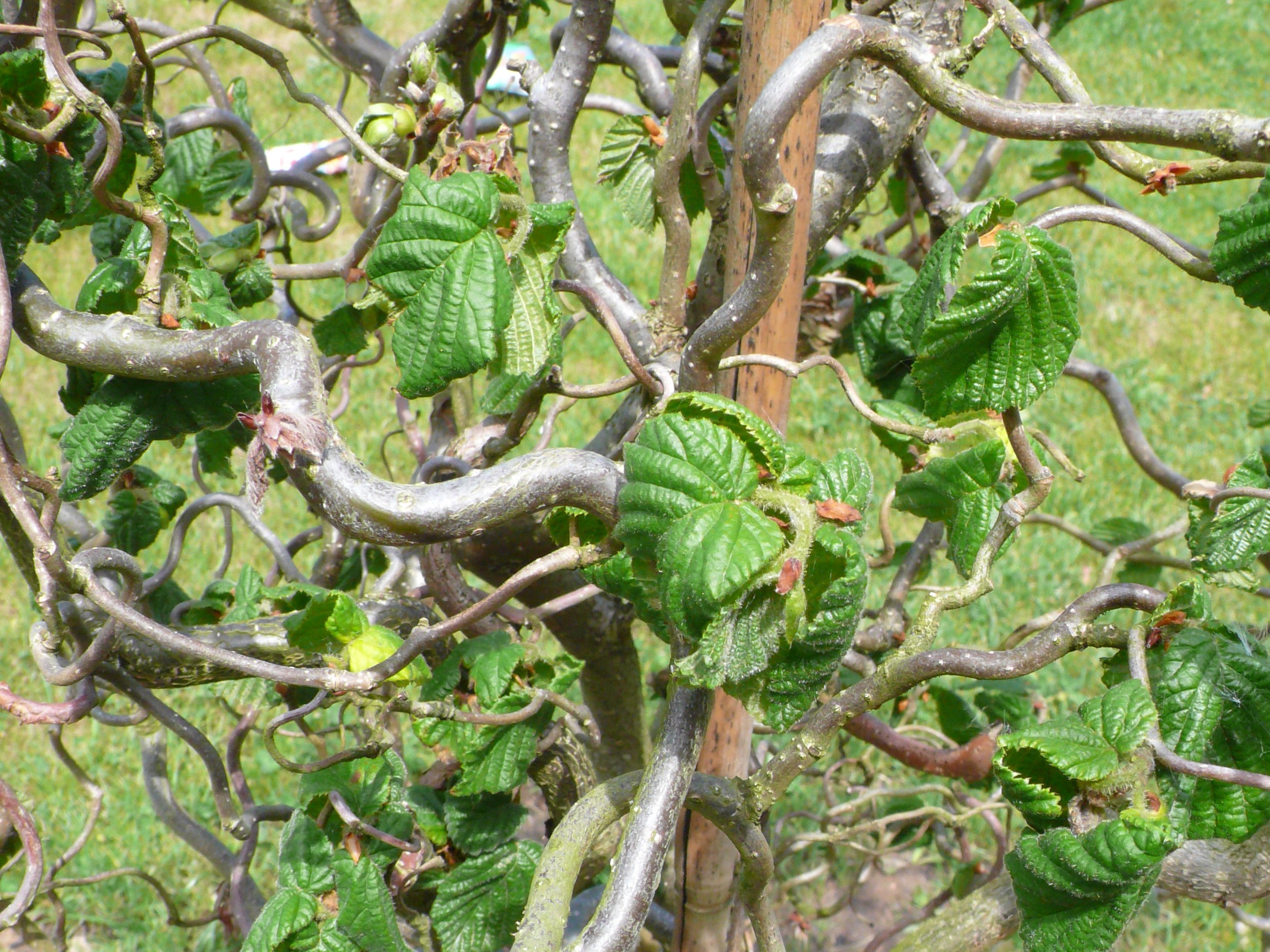 CORYLUS AVELLANA CONTORTA